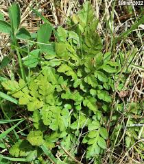 Attēlu rezultāti vaicājumam “Botrychium multifidum”