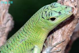 Risultati immagini per dasia smaragdina