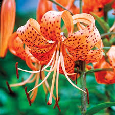 Attēlu rezultāti vaicājumam “Lilium lancifolium flower”
