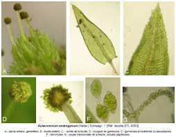 Attēlu rezultāti vaicājumam “Aulacomnium androgynum sporophyte”