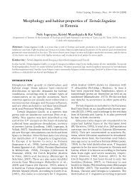 Attēlu rezultāti vaicājumam “Tortula lingulata”