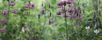 Attēlu rezultāti vaicājumam “Lilium martagon leaf”