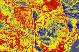 Attēlu rezultāti vaicājumam “Platygyrium repens”