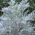 Beware of Wormwood « Truthing It