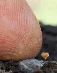 Attēlu rezultāti vaicājumam “Hemitrichia calyculata spores”
