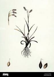 Attēlu rezultāti vaicājumam “Carex capillaris”