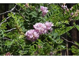 Attēlu rezultāti vaicājumam “Robinia neomexicana”