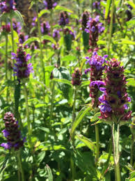 Attēlu rezultāti vaicājumam “Prunella vulgaris”