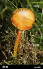 Attēlu rezultāti vaicājumam “Hygrocybe cantharellus”