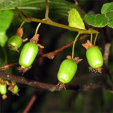 Attēlu rezultāti vaicājumam “Actinidia kolomikta fruit”