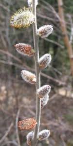 Attēlu rezultāti vaicājumam “Salix myrsinifolia male flower”