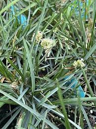 Attēlu rezultāti vaicājumam “Sesleria caerulea fruit”