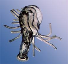 Attēlu rezultāti vaicājumam “Phronia sp. larva”