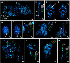 Attēlu rezultāti vaicājumam “Abraxas grossulariata pupa”