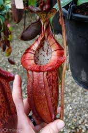 Attēlu rezultāti vaicājumam “Edwardsiana geometrica”