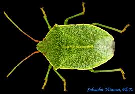 Attēlu rezultāti vaicājumam “Pentatomidae”