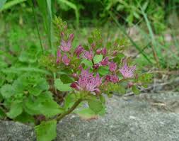 Attēlu rezultāti vaicājumam “Phedimus spurius leaf”