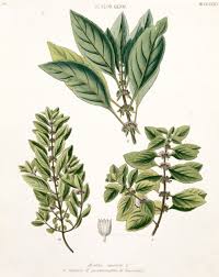 Attēlu rezultāti vaicājumam “Mentha arvensis”