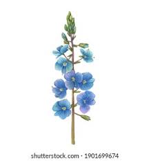 Attēlu rezultāti vaicājumam “Veronica chamaedrys bud”