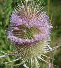 Attēlu rezultāti vaicājumam “Dipsacus fullonum flower”