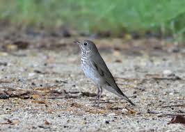 Image result for Catharus minimus