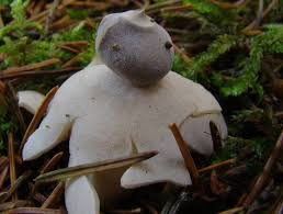 Attēlu rezultāti vaicājumam “Geastrum quadrifidum”