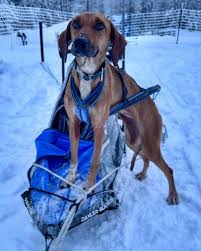 Image result for Team Ice Fire British Sled Dog Racing Team