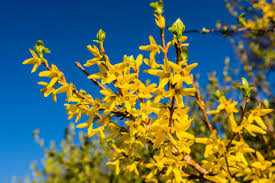 Attēlu rezultāti vaicājumam “Forsythia intermedia flower”