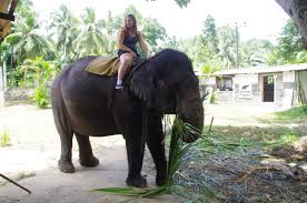 Image result for pinawella