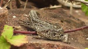 Attēlu rezultāti vaicājumam “Lacerta agilis female”