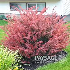 Attēlu rezultāti vaicājumam “Berberis thunbergii”