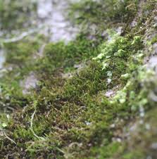 Attēlu rezultāti vaicājumam “Pseudoleskeella nervosa”