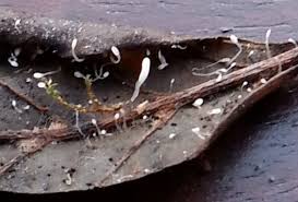 Attēlu rezultāti vaicājumam “Typhula setipes”