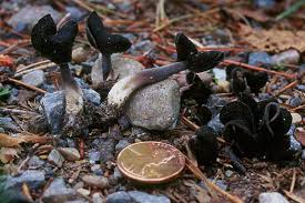 Attēlu rezultāti vaicājumam “Helvella atra”