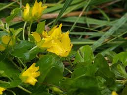 Image result for Lysimachia nummularia