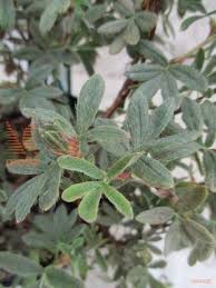 Attēlu rezultāti vaicājumam “Pentaphylloides fruticosa leaf”