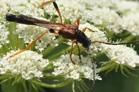 Attēlu rezultāti vaicājumam “Necydalis major”