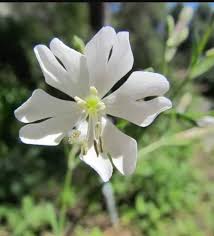 Attēlu rezultāti vaicājumam “Silene latifolia subsp. alba flower”