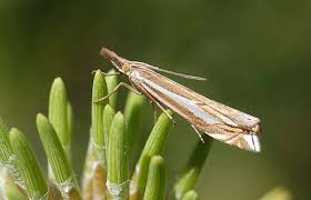 Attēlu rezultāti vaicājumam “Crambus pratella”