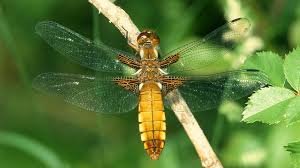 Attēlu rezultāti vaicājumam “Libellula depressa female”