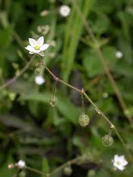 Attēlu rezultāti vaicājumam “Spergula arvensis”
