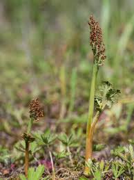 Attēlu rezultāti vaicājumam “Botrychium matricariifolium”