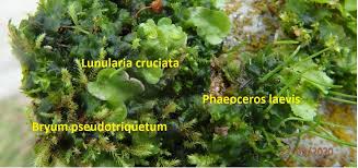 Attēlu rezultāti vaicājumam “Bryum funkii”