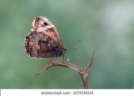 Attēlu rezultāti vaicājumam “Hyponephele lycaon”