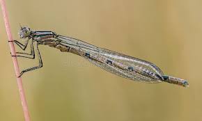 Attēlu rezultāti vaicājumam “Enallagma cyathigerum”