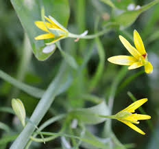 Attēlu rezultāti vaicājumam “Gagea pratensis flower”