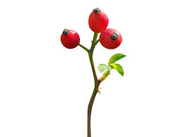 Attēlu rezultāti vaicājumam “Rosa majalis fruit”