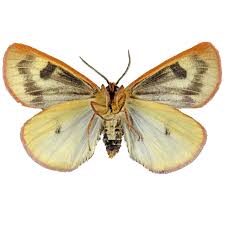 Attēlu rezultāti vaicājumam “Diacrisia sannio female”