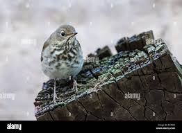 Image result for Catharus guttatus