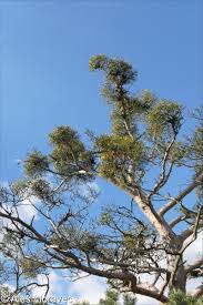 Attēlu rezultāti vaicājumam “Viscum album leaf”
